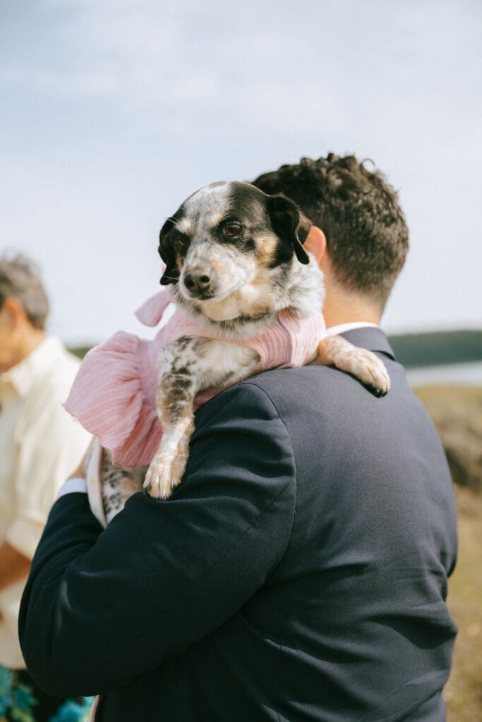 A small dog in a pink dress being held at it's owner's elopement